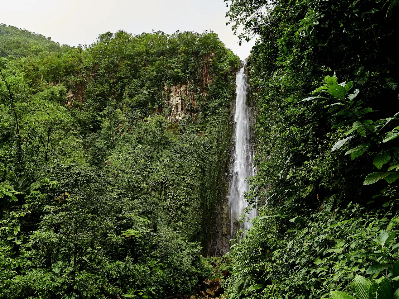 Une des chutes du Carbet tombant le long d’une paroi rocheuse, au cœur d’une forêt tropicale très dense sous un ciel clair.