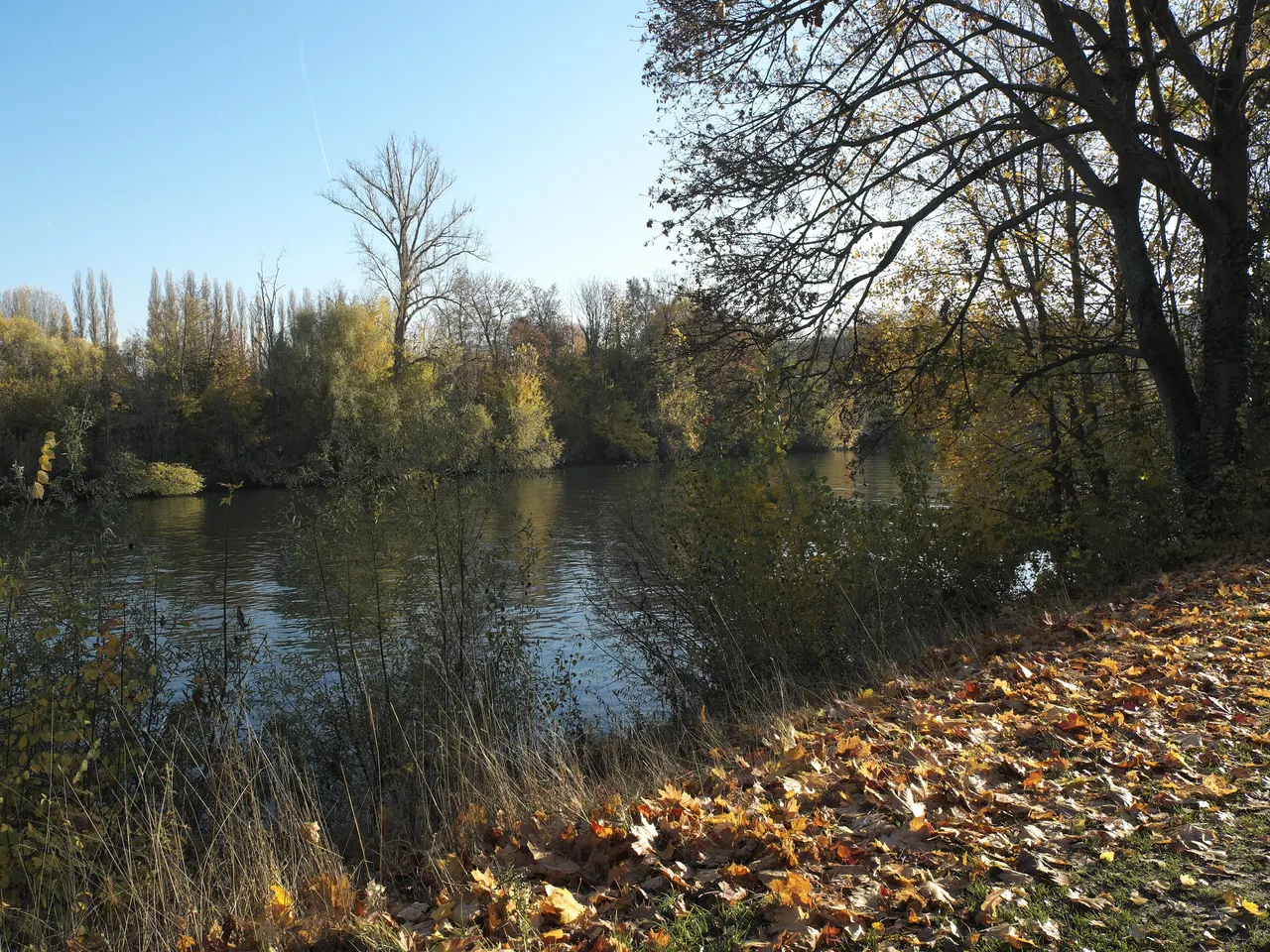 La Seine à Croissy-sur-Seine en automne, vue depuis une berge couverte de feuilles mortes, face à une rive boisée