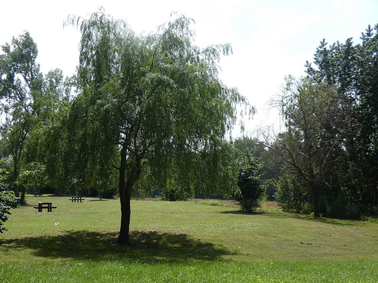 Un arbre du parc de la Filhole, au bord de la Garonne, à Marmande